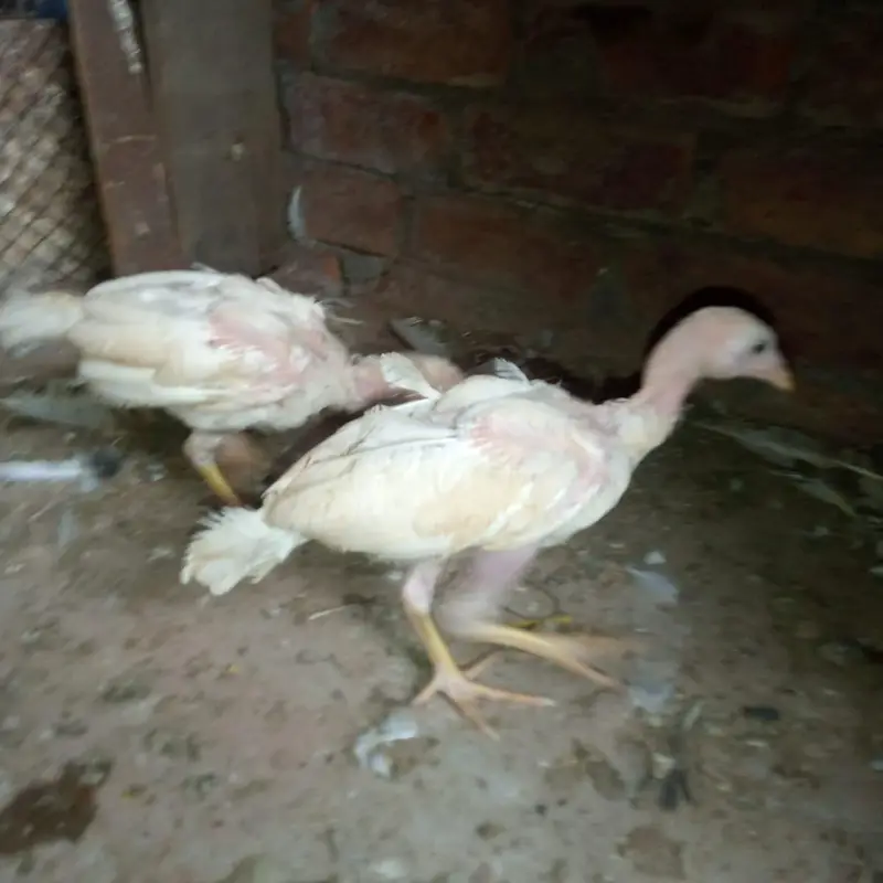 aseel heera chicks 03220657506 — photo 3