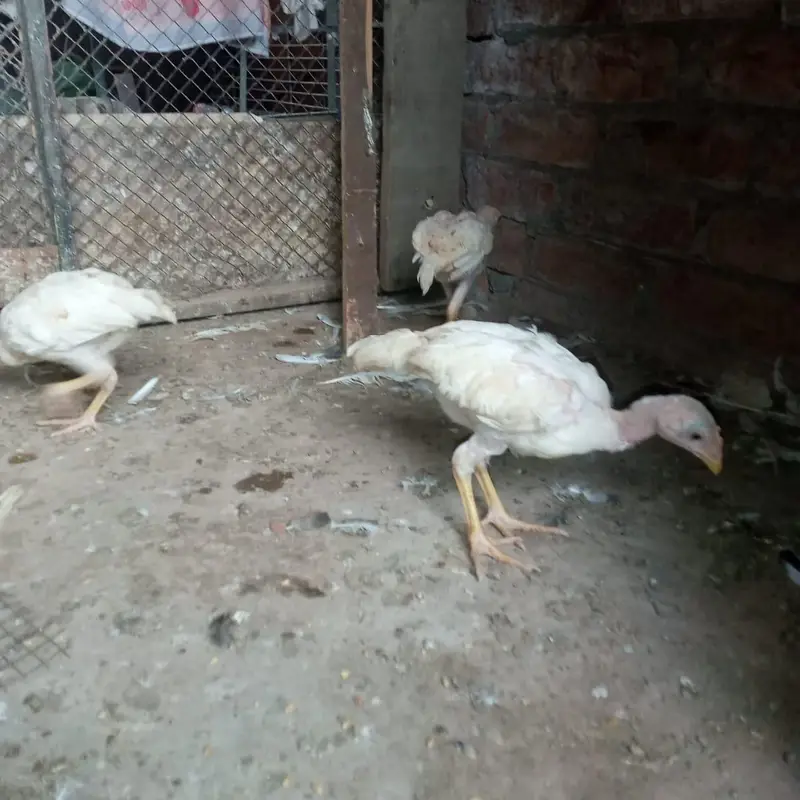 aseel heera chicks 03220657506 — photo 4