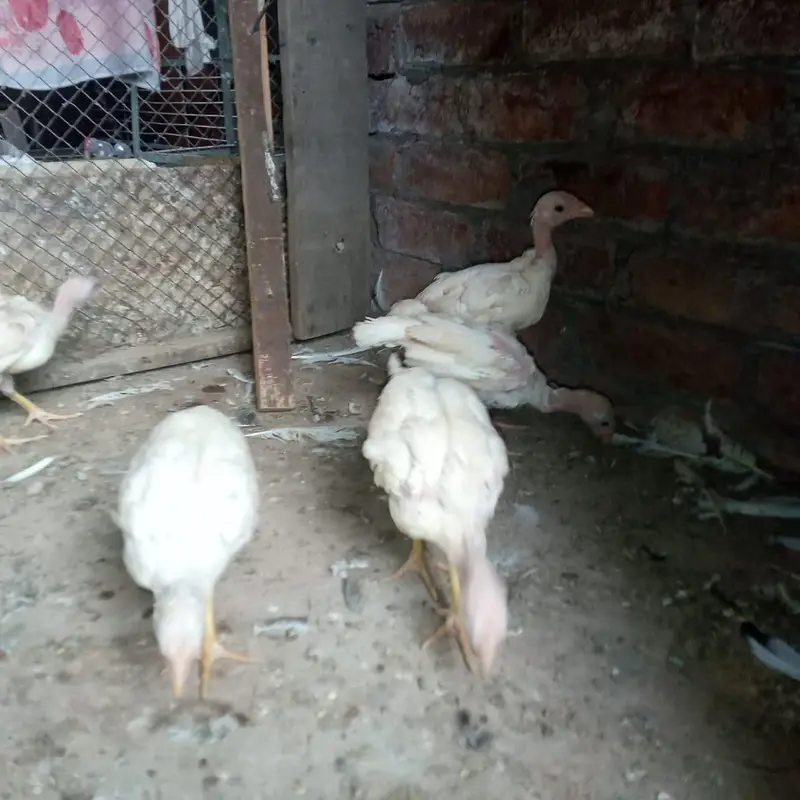 aseel heera chicks 03220657506 — photo 5