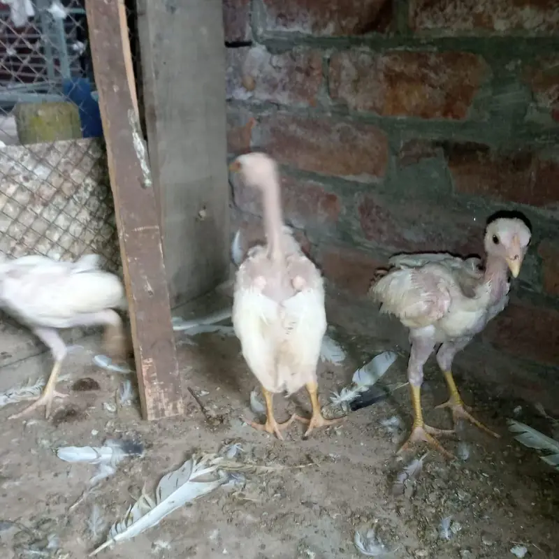 aseel heera chicks 03220657506 — photo 6
