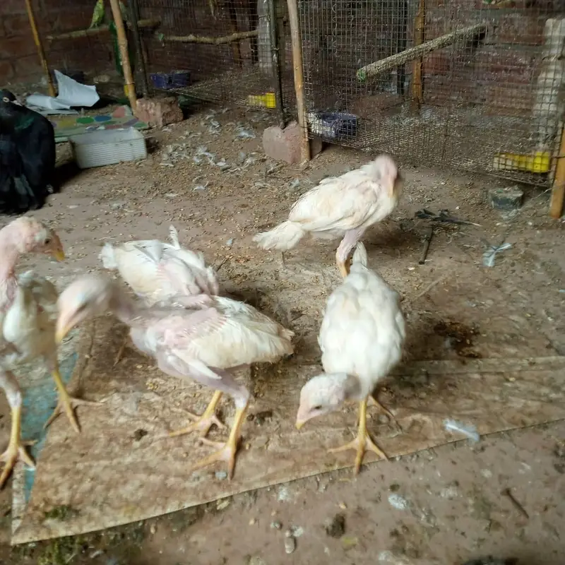 aseel heera chicks 03220657506 — photo 7