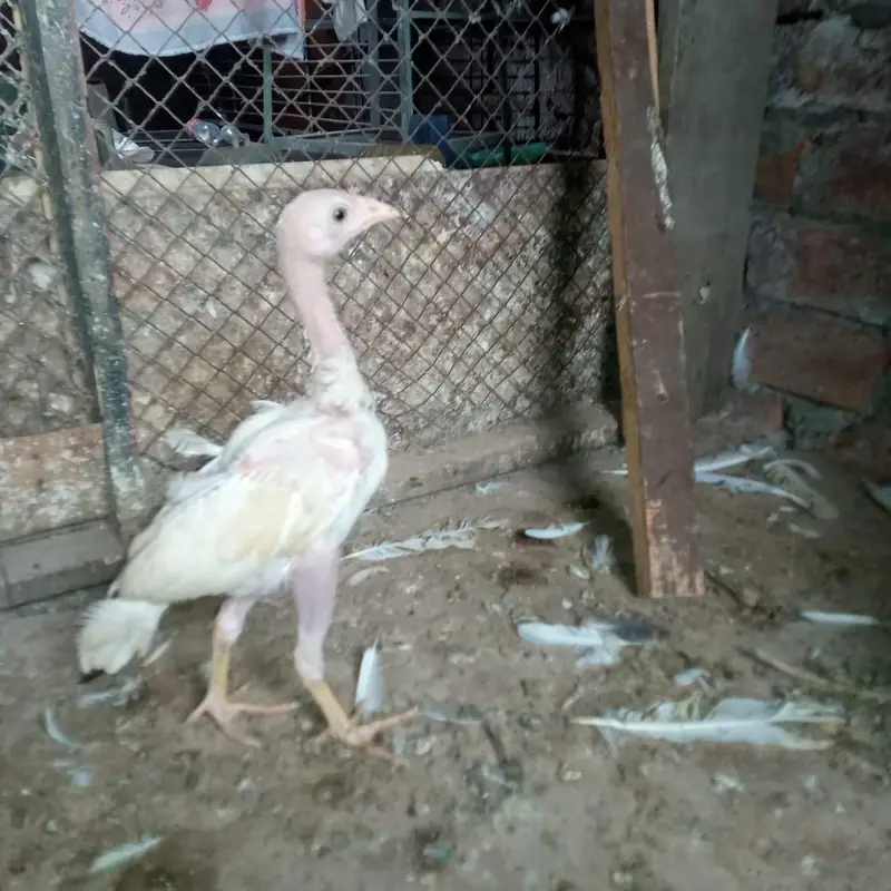 aseel heera chicks 03220657506 — photo 8
