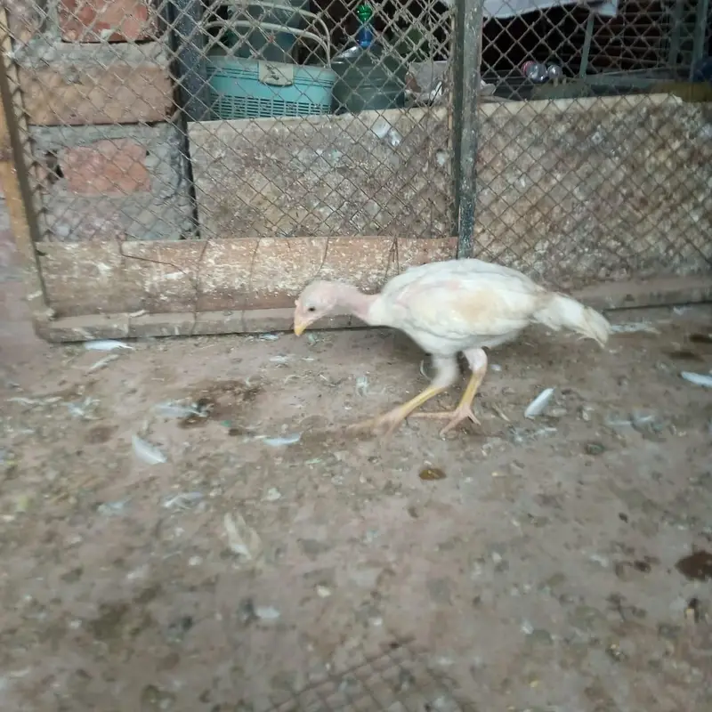 aseel heera chicks 03220657506 — photo 9
