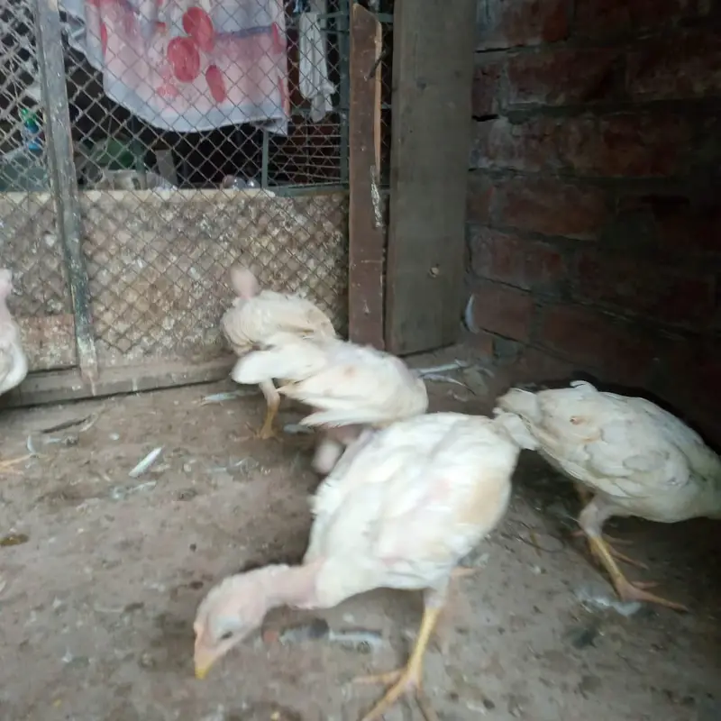 aseel heera chicks 03220657506 — photo 10