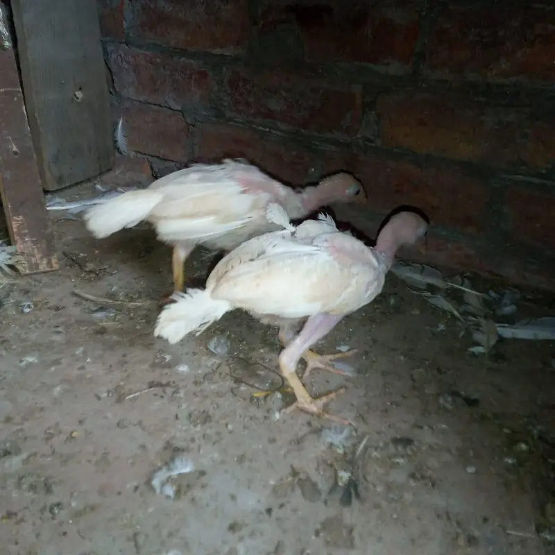 aseel heera chicks 03220657506 — photo 11