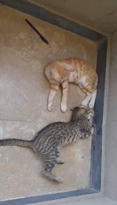 American kitten for sale