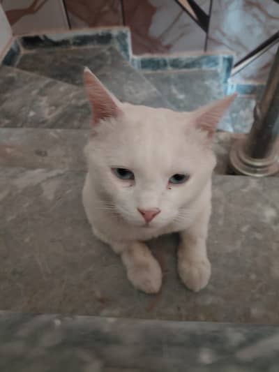 persian cat for sale