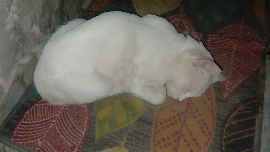 persian cat for sale — photo 2