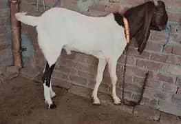 Breeder Bakra for sale