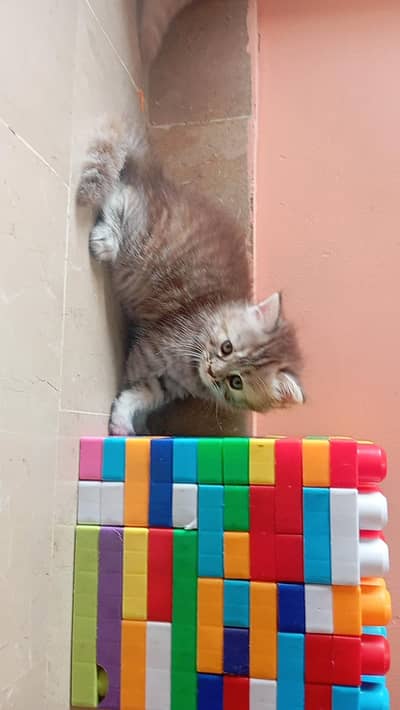 Persian kitten