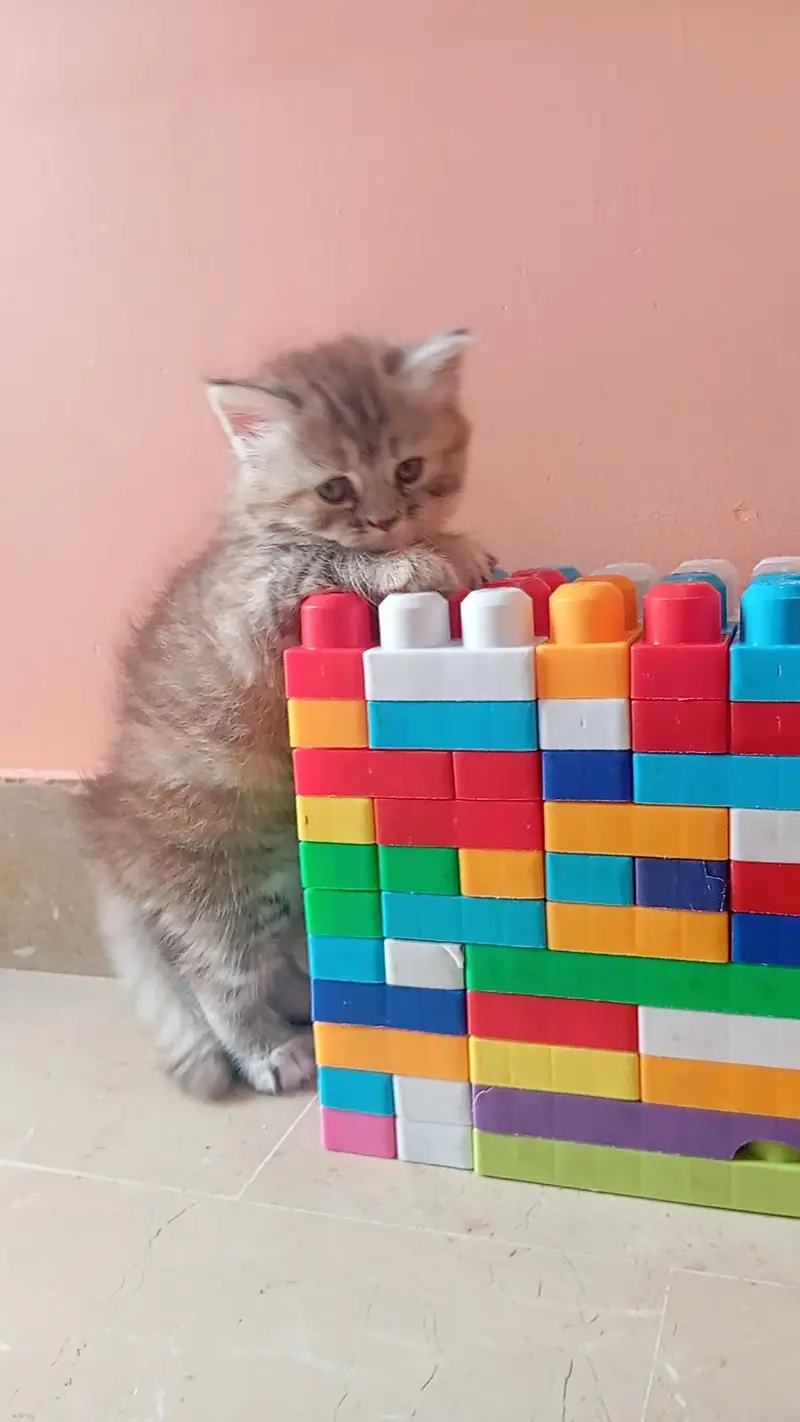 Persian kitten — photo 2