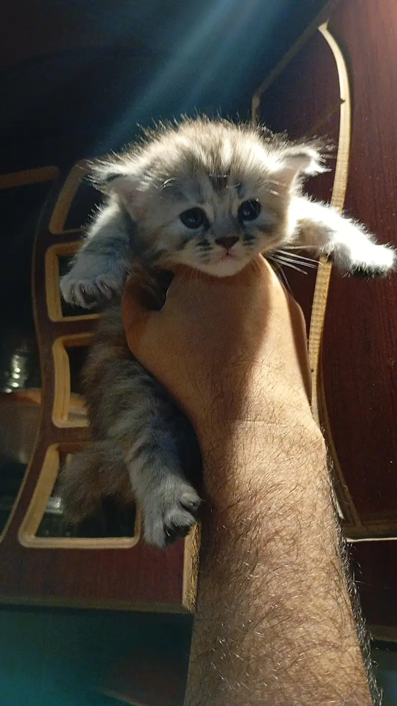 Persian kitten — photo 3