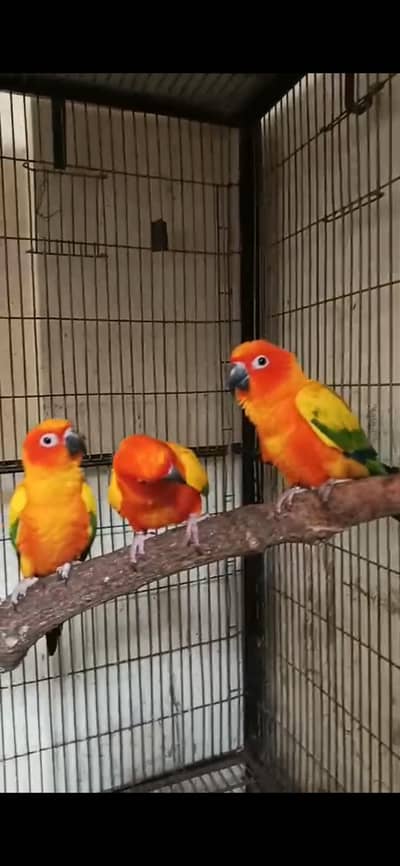 outclass 4 sunconure Red factor Ready to Breed
