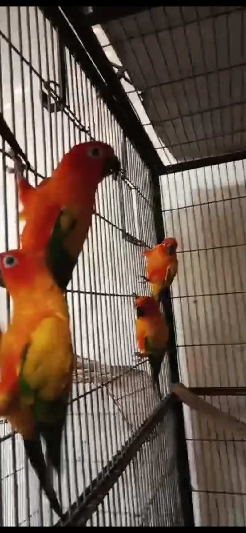 outclass 4 sunconure Red factor Ready to Breed — photo 2