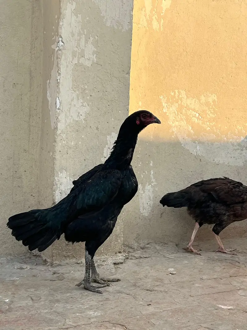 thai pakoya pair for sale — photo 3