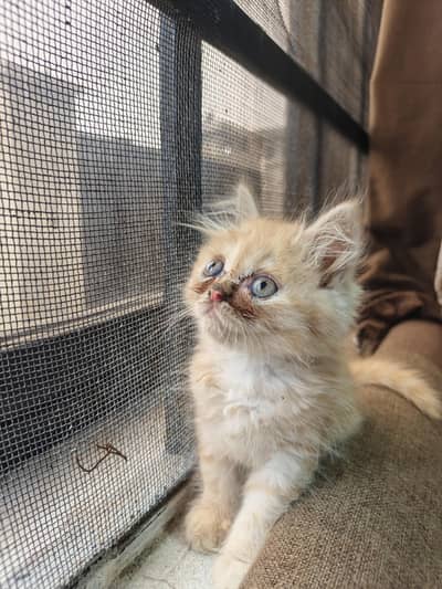 Persian Kittens | Punch Face | Triple Coat kittens | Cat For sale