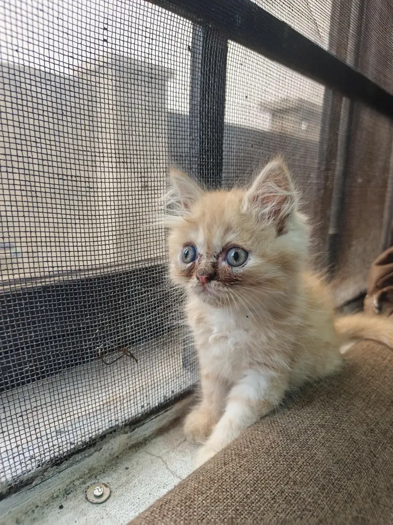 Persian Kittens | Punch Face | Triple Coat kittens | Cat For sale — photo 2
