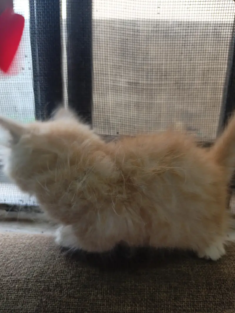 Persian Kittens | Punch Face | Triple Coat kittens | Cat For sale — photo 3