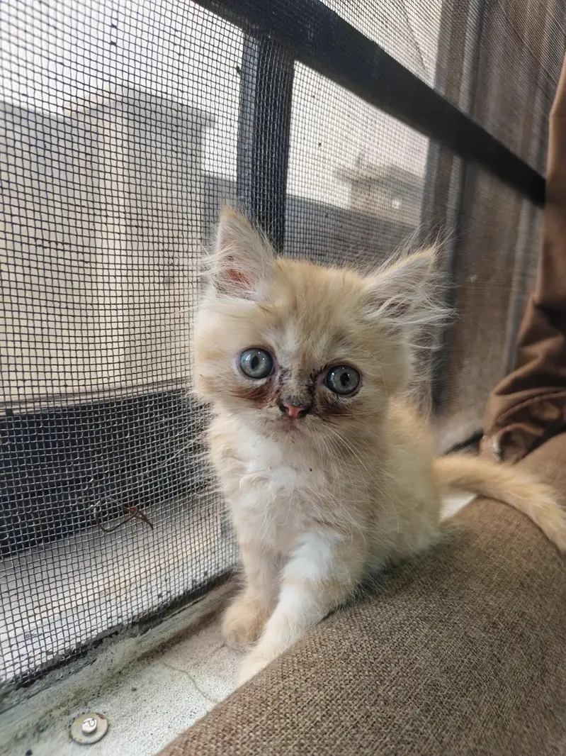 Persian Kittens | Punch Face | Triple Coat kittens | Cat For sale — photo 4