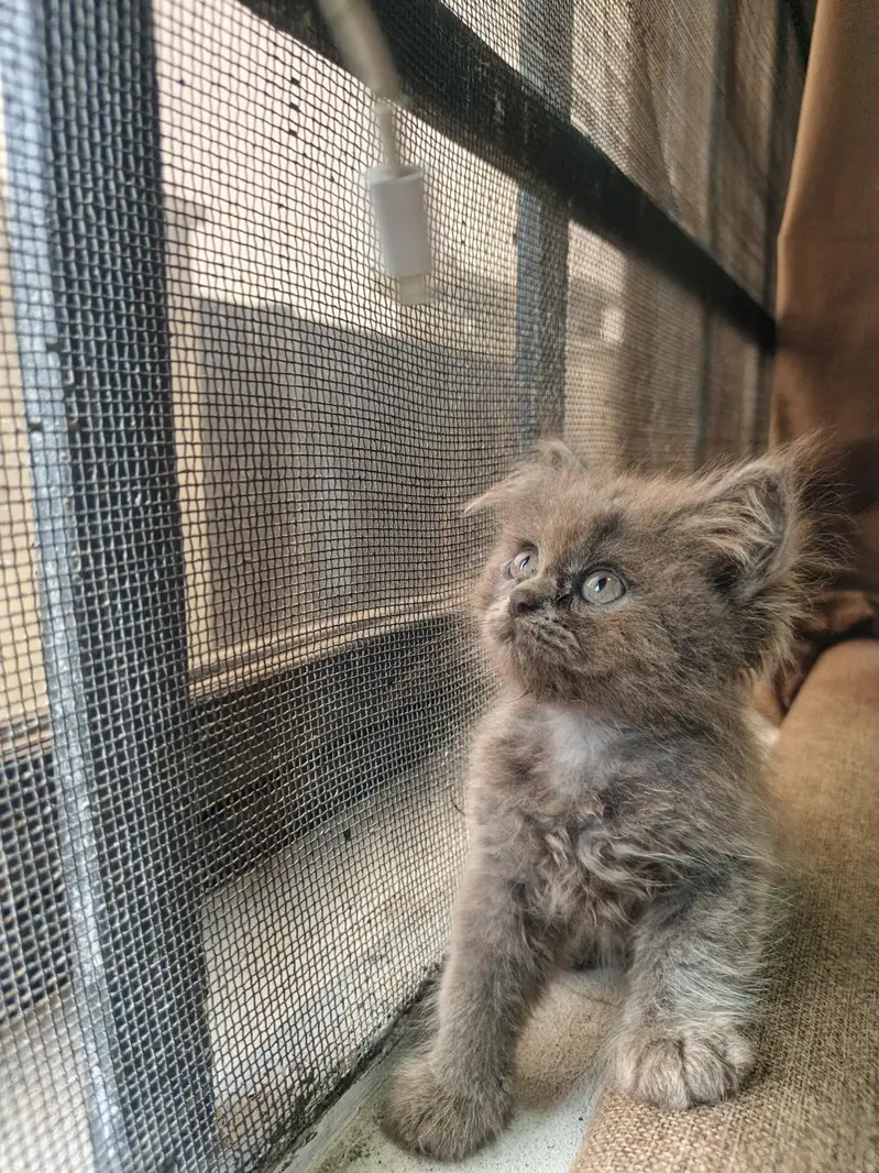 Persian Kittens | Punch Face | Triple Coat kittens | Cat For sale — photo 5