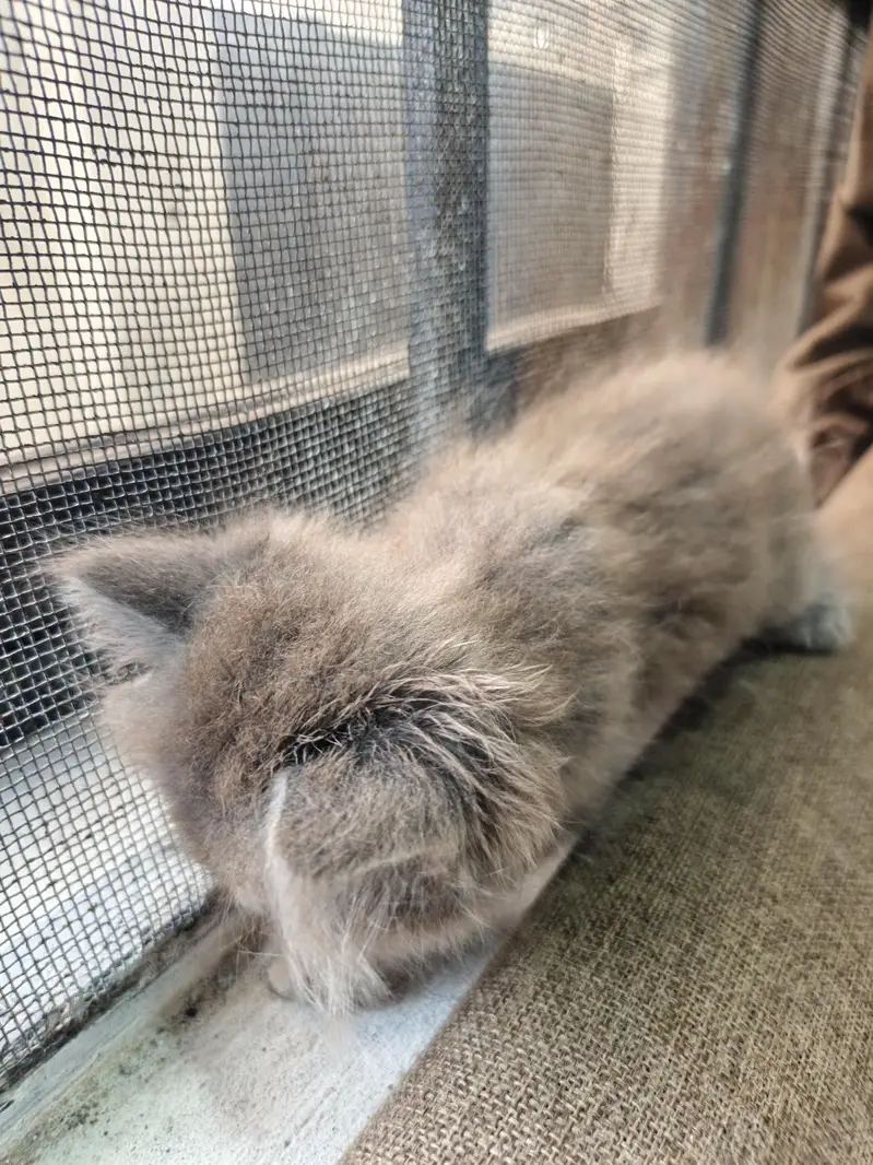 Persian Kittens | Punch Face | Triple Coat kittens | Cat For sale — photo 6