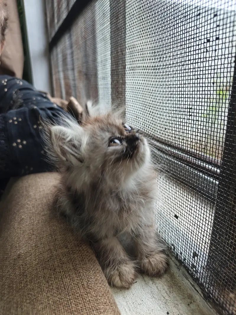 Persian Kittens | Punch Face | Triple Coat kittens | Cat For sale — photo 7