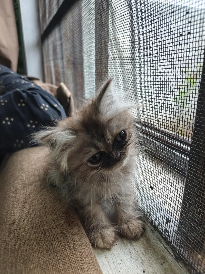 Persian Kittens | Punch Face | Triple Coat kittens | Cat For sale — photo 8