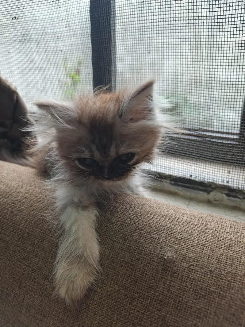 Persian Kittens | Punch Face | Triple Coat kittens | Cat For sale — photo 9