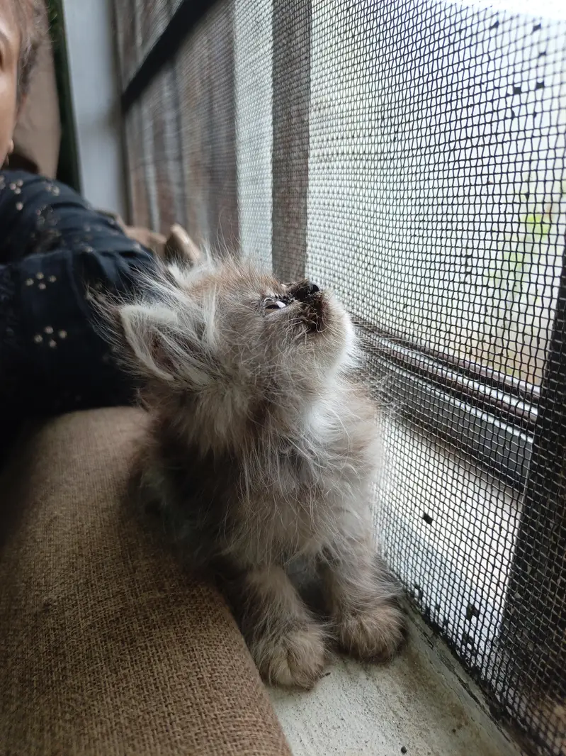 Persian Kittens | Punch Face | Triple Coat kittens | Cat For sale — photo 10
