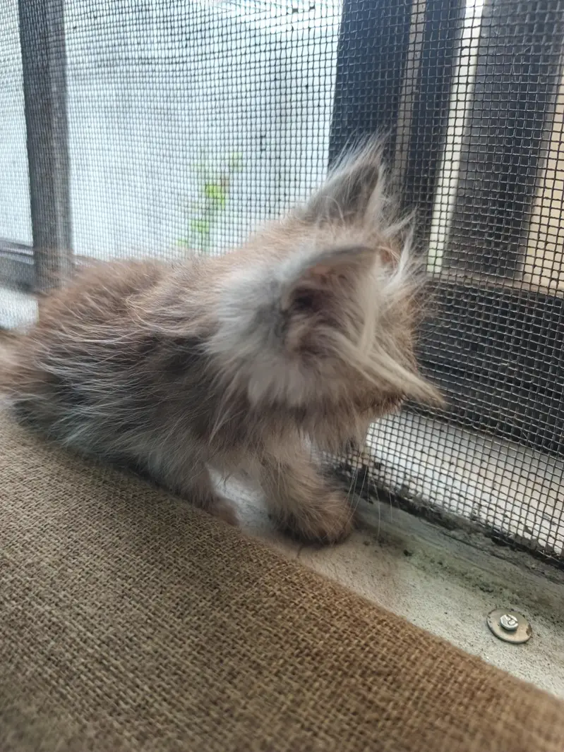Persian Kittens | Punch Face | Triple Coat kittens | Cat For sale — photo 11