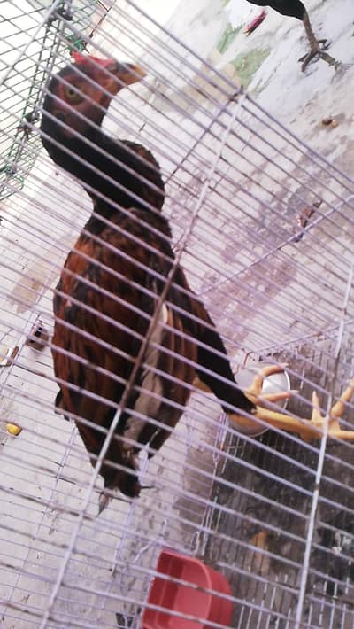 Pure Aseel Pair Available | Healthy & Strong | Best for Breeding