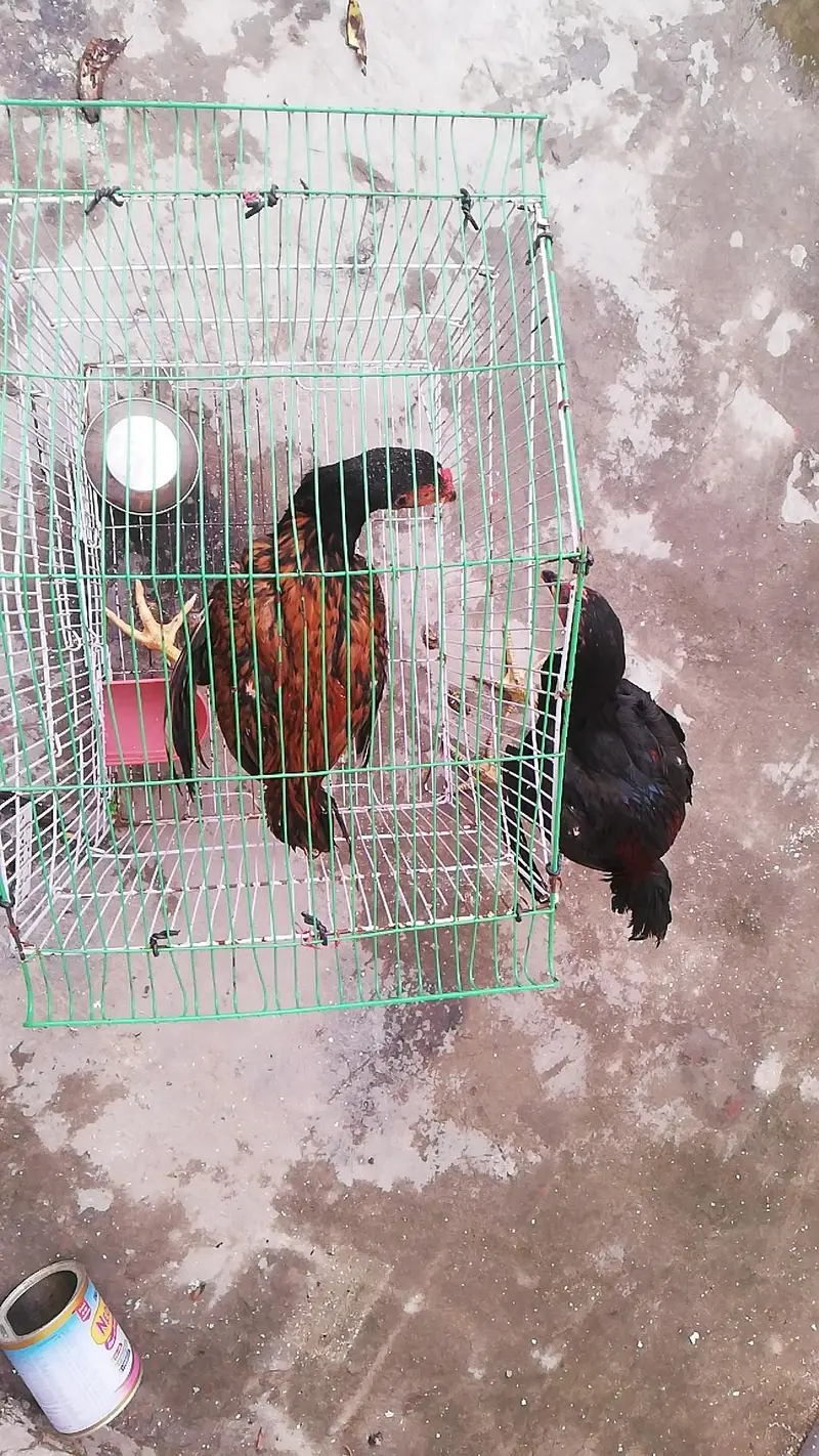 Pure Aseel Pair Available | Healthy & Strong | Best for Breeding — photo 2