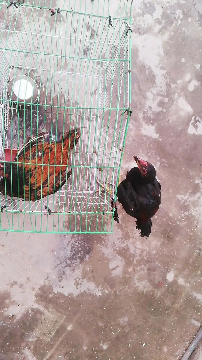Pure Aseel Pair Available | Healthy & Strong | Best for Breeding — photo 3