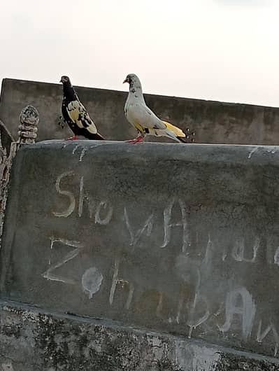 pigeon for sale