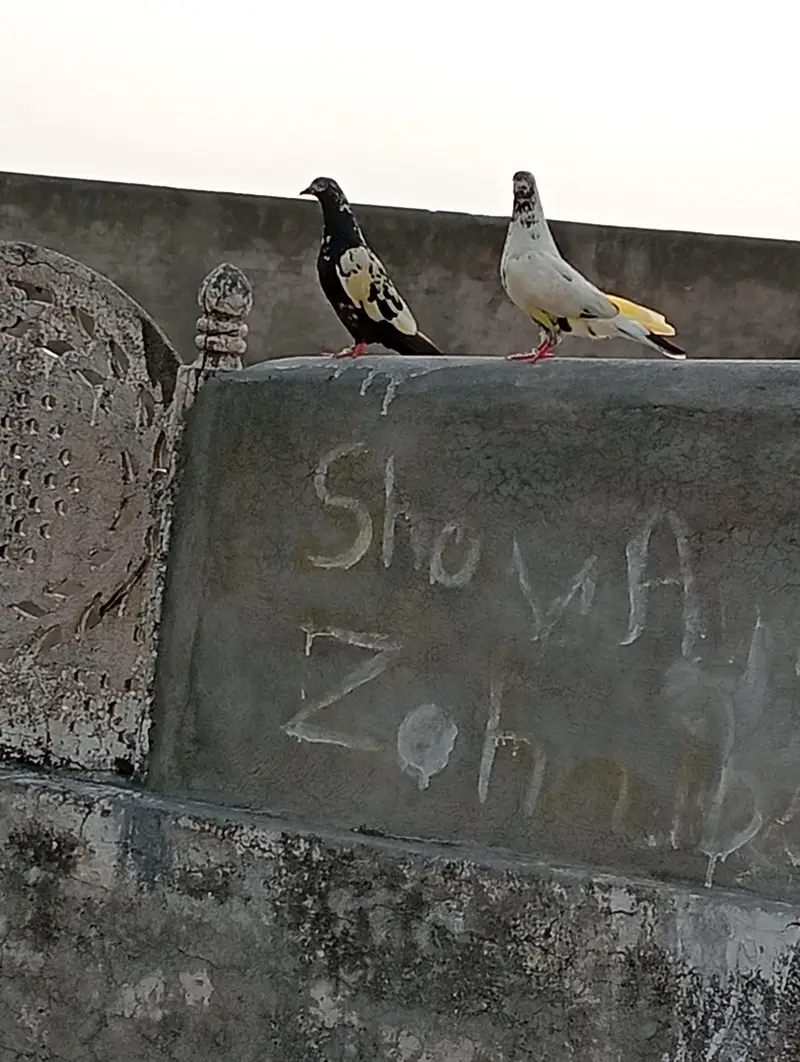 pigeon for sale — photo 2