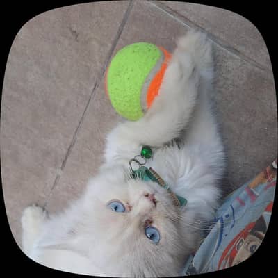 Persian cat