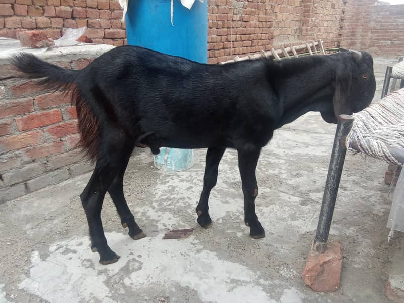 beetal Bakra 0