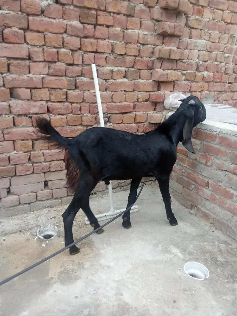 beetal Bakra — photo 2