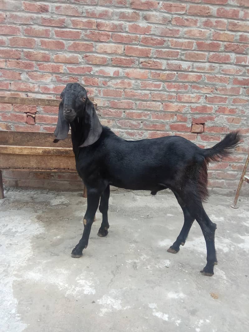 beetal Bakra 2