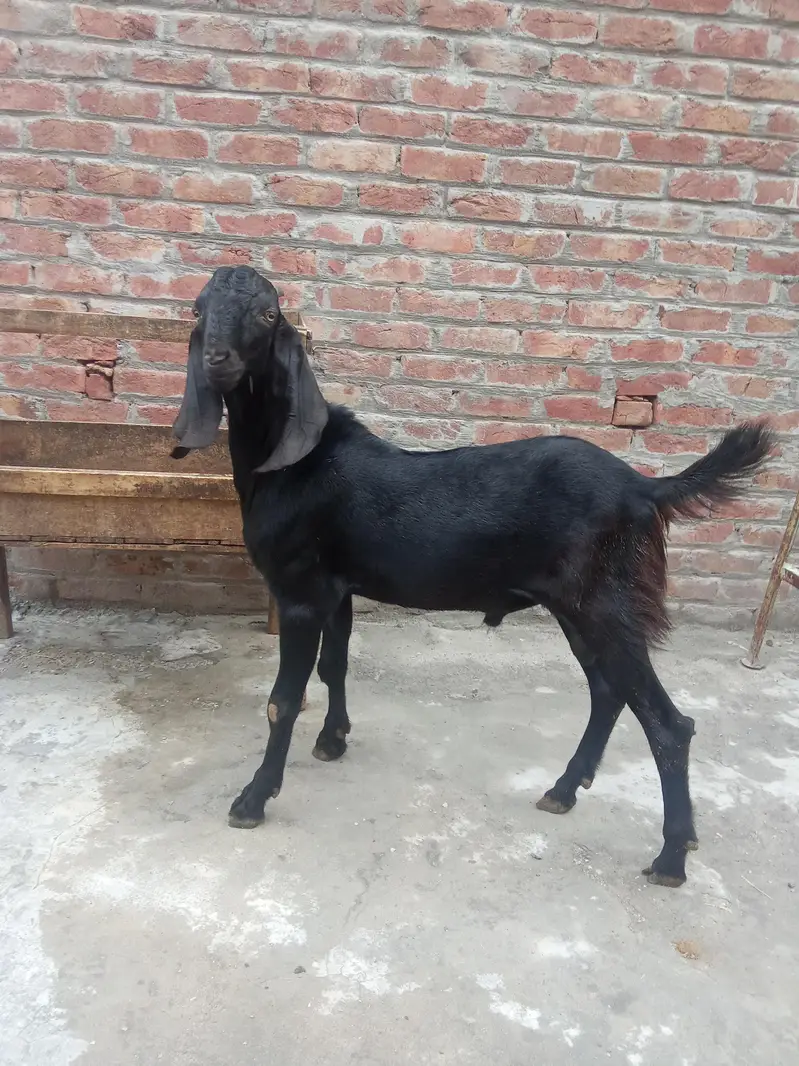 beetal Bakra — photo 3