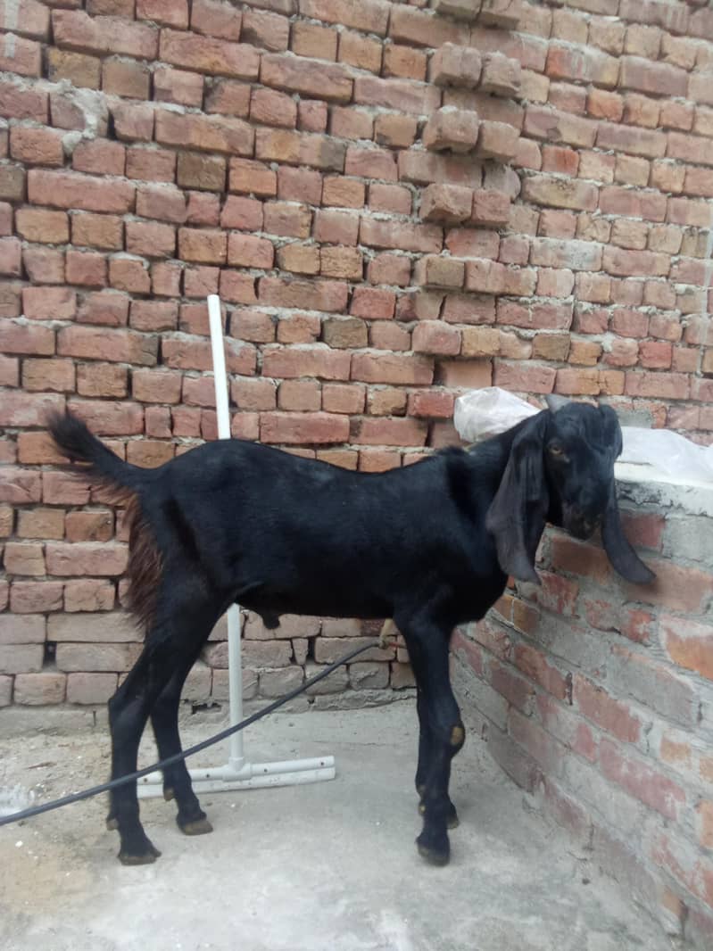 beetal Bakra 3