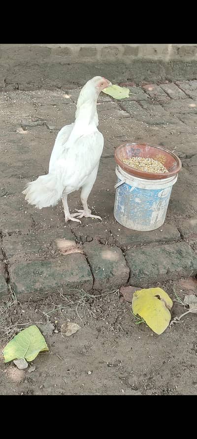White Heera Aseel Females