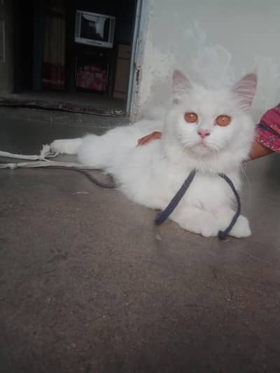 Home Breed Female Cat – 8 Months – Healthy & Playful – Rs. 25,000 