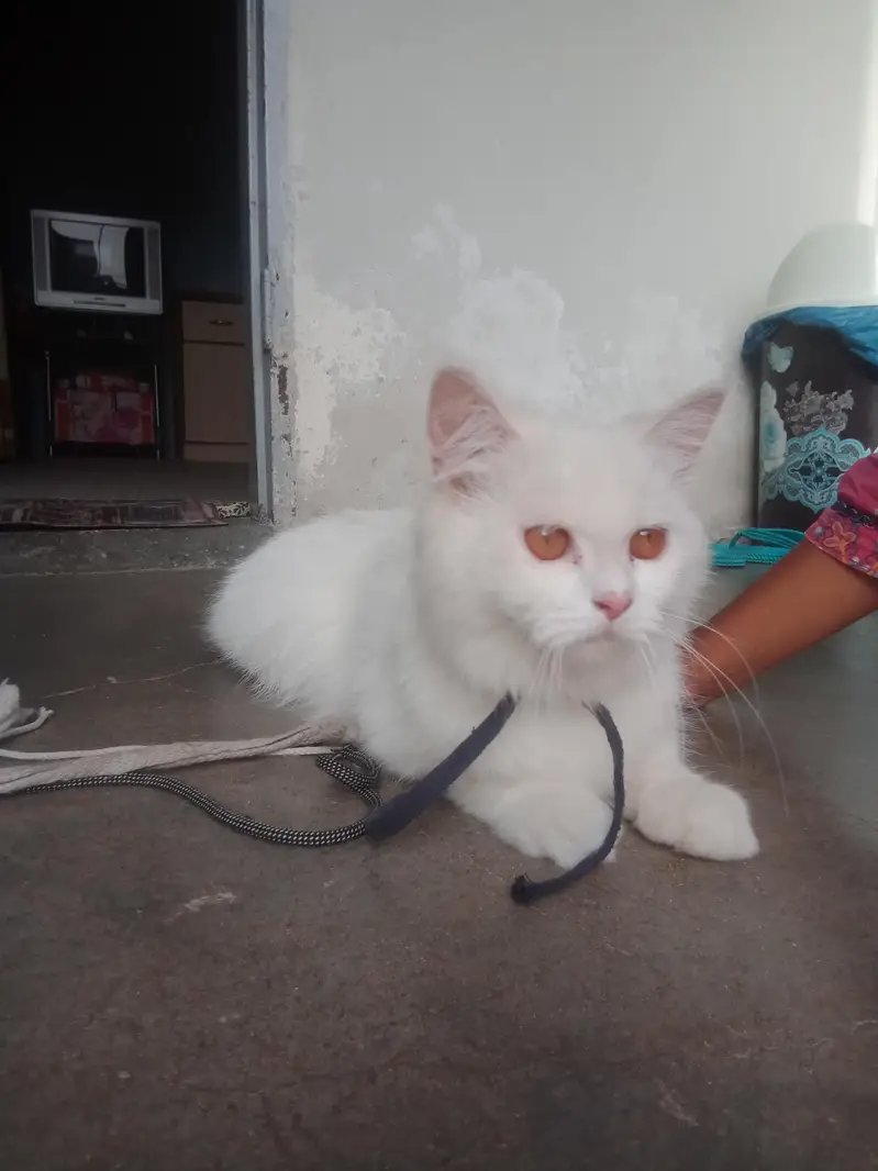 Home Breed Female Cat – 8 Months – Healthy & Playful – Rs. 25,000  — photo 2