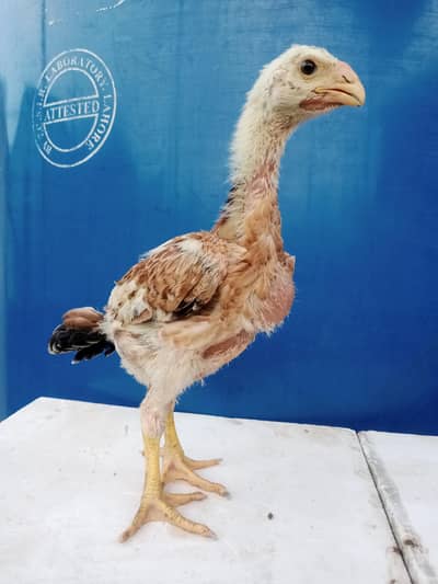 Quality Japanese Shamo Chicks 03224964486