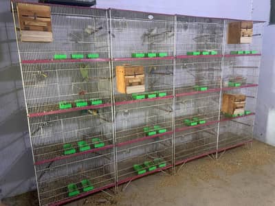Birds cages for sale