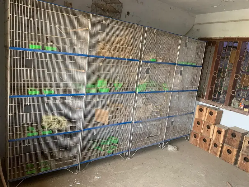 Birds cages for sale — photo 2