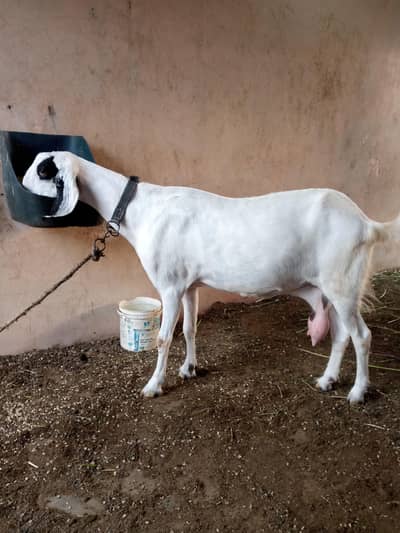 goat for sale