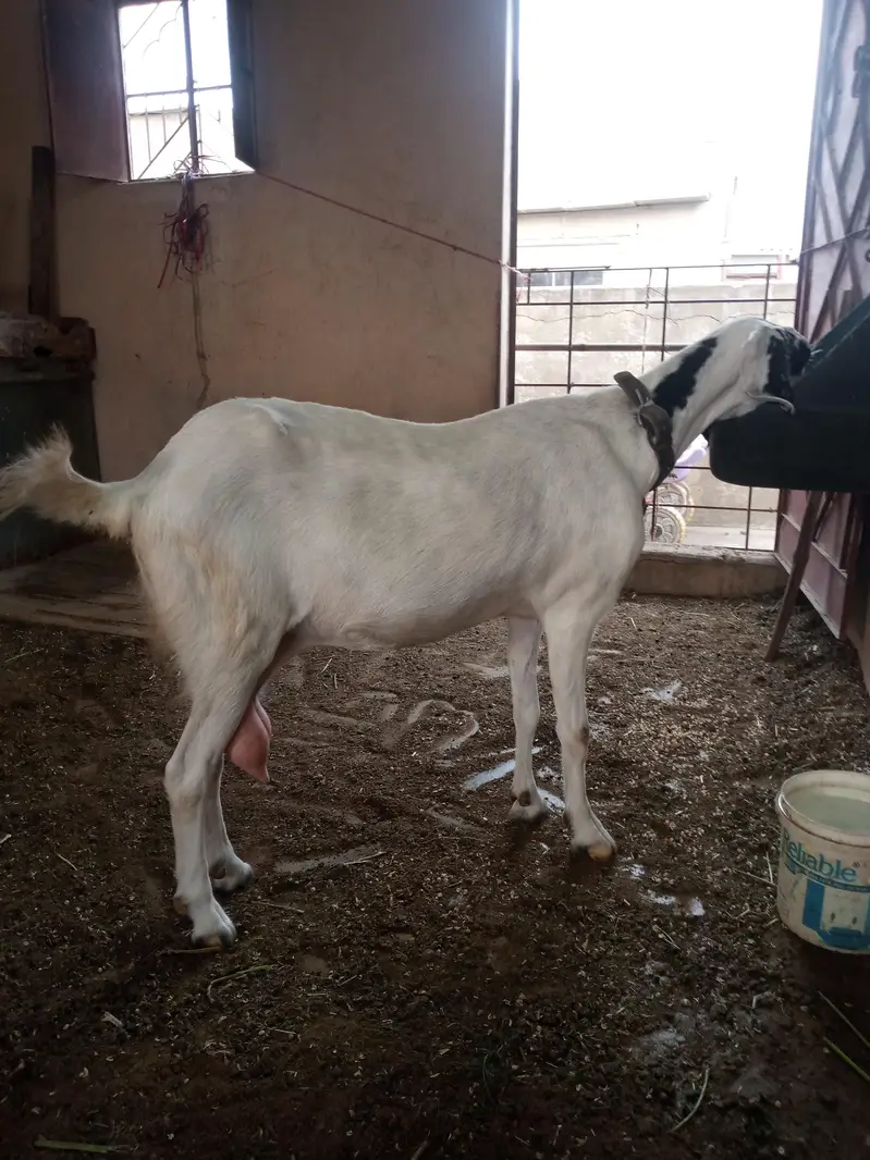 goat for sale — photo 2