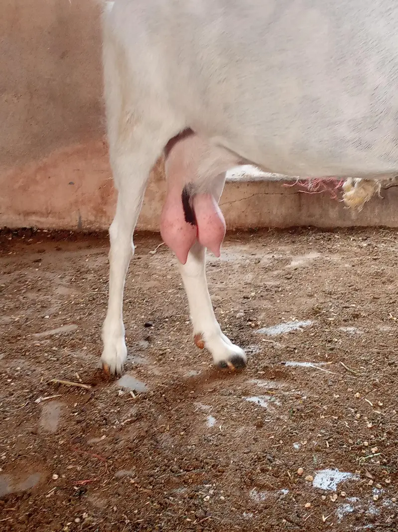 goat for sale — photo 3